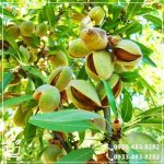 خرید نهال بادام سهند