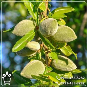 قیمت نهال بادام سهند