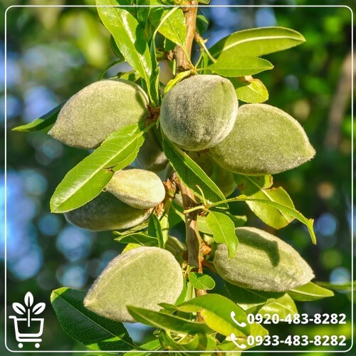 قیمت نهال بادام سهند