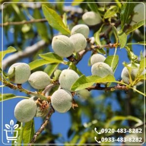 خرید نهال بادام سوپر نوا