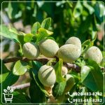 قیمت نهال بادام سوپر نوا