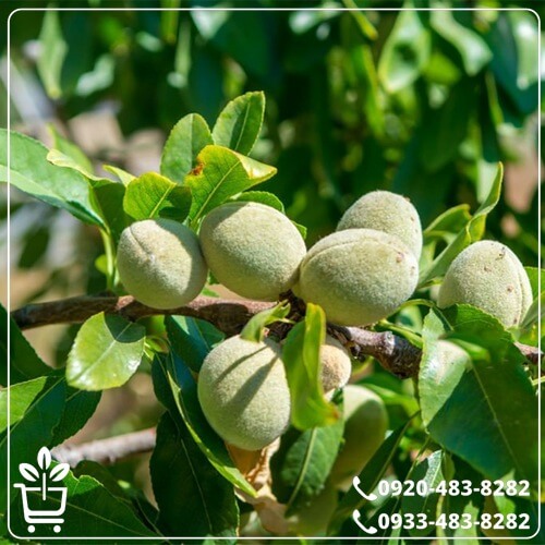 قیمت نهال بادام سوپر نوا