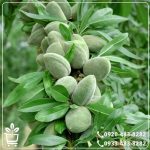 خرید نهال بادام شاهرودی