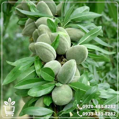 خرید نهال بادام شاهرودی
