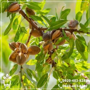 قیمت نهال بادام شاهرودی