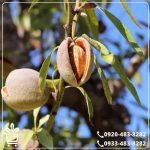 خرید نهال بادام شمشیری