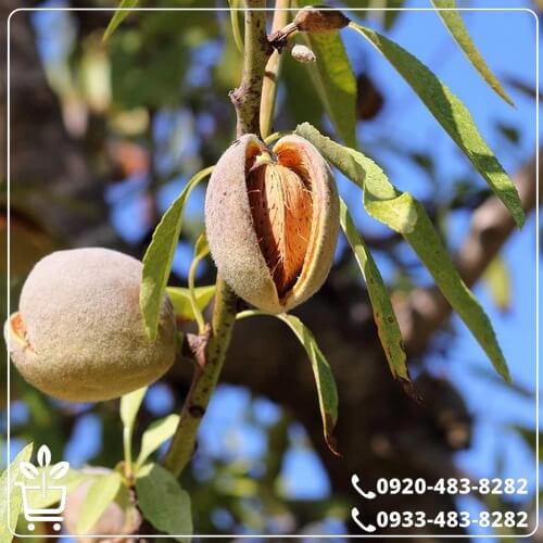 خرید نهال بادام شمشیری