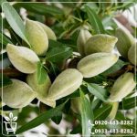 قیمت نهال بادام شمشیری