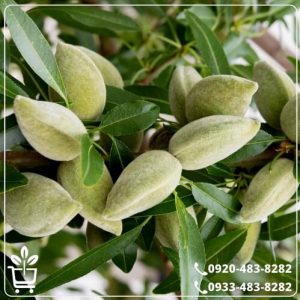 قیمت نهال بادام شمشیری