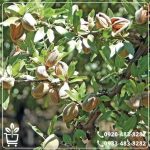 خرید نهال بادام شکوفه