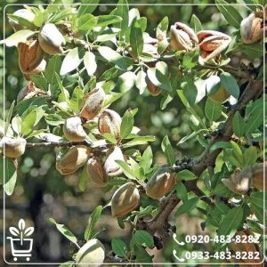 خرید نهال بادام شکوفه