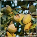 قیمت نهال بادام شکوفه