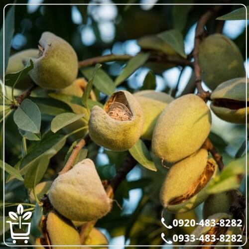 قیمت نهال بادام شکوفه
