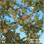 خرید نهال بادام فرانیس