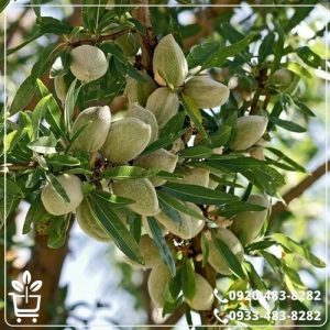 قیمت نهال بادام فرانیس