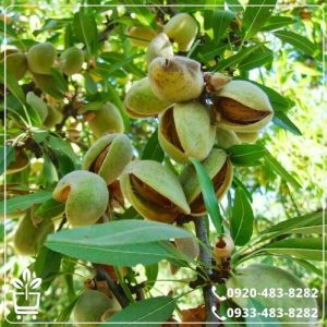 خرید نهال بادام فلسطینی