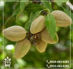 قیمت نهال بادام فلسطینی