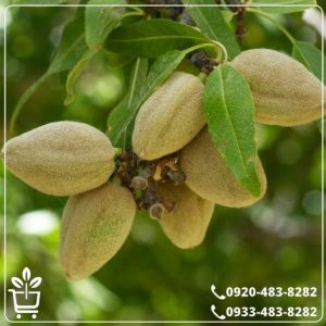 قیمت نهال بادام فلسطینی