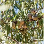 خرید نهال بادام قرمز