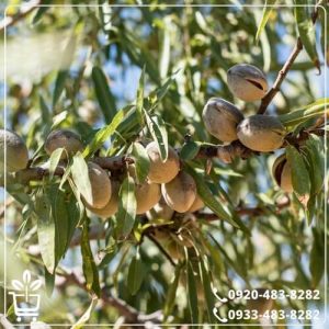 خرید نهال بادام قرمز