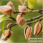 قیمت نهال بادام قرمز