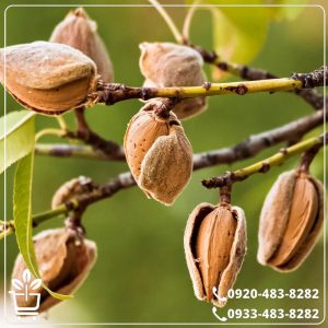 قیمت نهال بادام قرمز