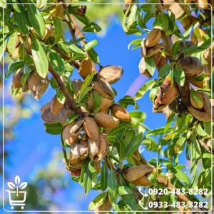 خرید نهال بادام مامایی