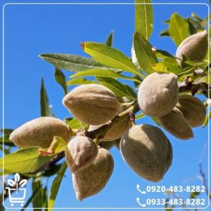 قیمت نهال بادام مامایی