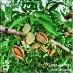 خرید نهال بادام پسته ای