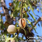 قیمت نهال بادام پسته ای