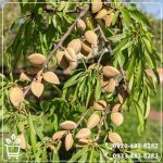 خرید نهال بادام کاغذی