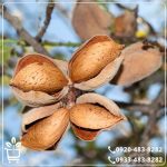 قیمت نهال بادام کاغذی