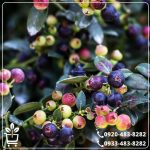 قیمت نهال بلوبری 4.5 ساله
