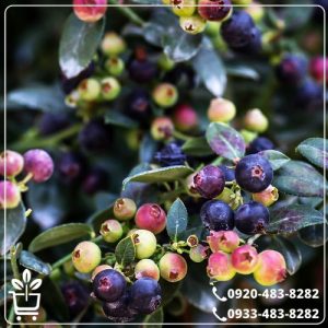 قیمت نهال بلوبری 4.5 ساله
