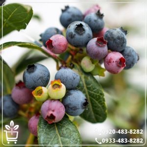 خرید نهال بلوبری 4.5 ساله