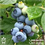 قیمت نهال بلوبری امرالد
