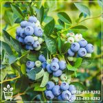 خرید نهال بلوبری امرالد