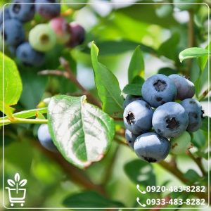 خرید نهال بلوبری جوئل