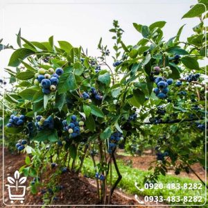 قیمت نهال بلوبری جوئل