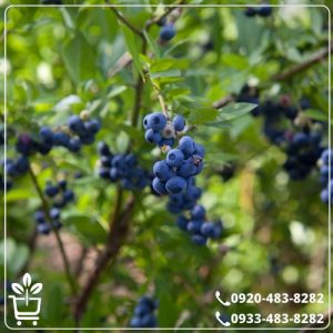 قیمت نهال بلوبری نلسون