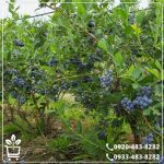 خرید نهال بلوبری نلسون