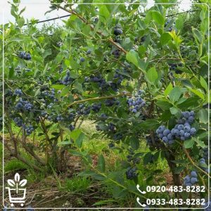 خرید نهال بلوبری نلسون