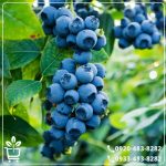 قیمت نهال بلوبری وارداتی