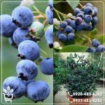 خرید نهال بلوبری وارداتی