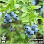 قیمت نهال بلوبری یک ساله نژاد برتر