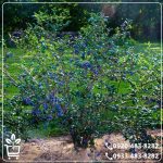 خرید نهال بلوبری یک ساله نژاد برتر