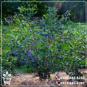 خرید نهال بلوبری یک ساله نژاد برتر