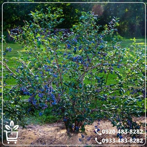 خرید نهال بلوبری یک ساله نژاد برتر