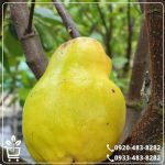 قیمت نهال به آناناسی