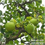 خرید نهال به آناناسی